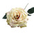 74cm Single Aidde Rose Cream Blush 