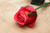 Small Rose Bud Fuschia