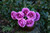 Rose Bunch Purple