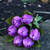 Tulip Bunch Purple