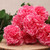 Carnation Bush Pink