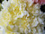 Natural Cream Carnation Bush