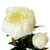 Peony White (78cm)