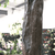 Artificial Green Tree (3.1m) Artificial Green Tree (3.1m)