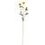Buckingham Spray Chrysanthemum Yellow Buckingham Spray Chrysanthemum Yellow