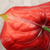 Anthurium Red