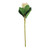 Protea Green Sprays (51cm)