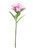 Dark Pink Dianthus on a Short Stem (32cm)