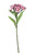Plum Dianthus on a Short Stem (32cm)