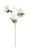 White Garden Clematis (76cm)