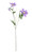 Real Garden Clematis Purple (76cm)