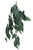 Trailing Caladium Houseplant (80cm)