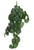 Trailing Syngonium Houseplant (80cm)