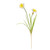 Monet Daffodil Yellow/White 58cm 