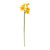 Monet mini Daffodil Yellow/Orange 34cm