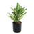 Dieffenbachia Potted House Plant (20cm) 