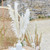 Bleached Pampas Grass (Pack of 5 Stems)