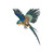 Blue and Gold Macaw (55cm) 