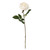 Balmoral Old Garden Cream Rose (45cm)