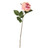 Balmoral Old Garden Light Pink Rose (45cm)