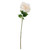 Balmoral Wild Cream Rose (65cm) Balmoral Wild Cream Rose (65cm)