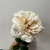 Balmoral Wild Cream Rose (65cm) Balmoral Wild Cream Rose (65cm)