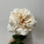 Balmoral Wild Cream Rose (65cm) Balmoral Wild Cream Rose (65cm)