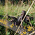 Cast Iron Fairy Sitting with Bird (9.5cm)