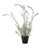Essential Potted Lavender