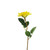 Essential Yellow Rose 