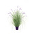 Potted Lavender Grass (111cm)
