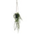 Botanica Mini Leaf Hanging Plant (50cm)
