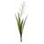 Botanica Mini White Cymbidium Plant (45cm) Botanica Mini White Cymbidium Plant (45cm)