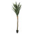 Botanica Yucca Tree in Pot (225cm)