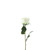 Essential Ivory Garden Rose