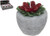 Small Poinsettia Candle In 12 Piece Display Box