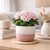 Hortus Pink & White Bordeaux Stoneware Pot (13cm H x 14cm Dia)