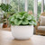Hortus White Bordeaux Stoneware Pot (12cm H x 17cm Dia)