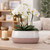 Hortus Pink & White Bordeaux Stoneware Pot (13cm H x 26cm Dia)