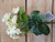 Cream Geranium Bush (30cm)