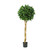 Green Laurel Ball Potted Tree (5ft)