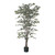 Green Variegated Ficus Potted Tree (4ft)
