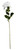 Essential White Arundel Rose Open