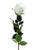 Cream Prize Rose Bud (64cm)