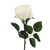 Cream Prize Rose (64cm)