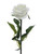 White Prize Rose (64cm)