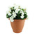 White Begonia Tub