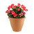 Pink Begonias/Hydrangeas in Tub