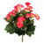 Hot Pink Begonia Bush