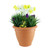 Yellow & Purple Daffodil & Tulip Patio Planter